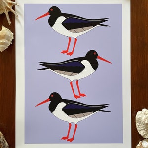 Oystercatchers : A3 giclée art print, matte finish / wildlife illustration / Northern Irish artist / Haematopodidae