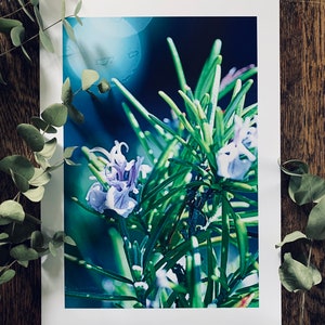 Rosemary In The Sun : A3 giclée art print, satin finish / botanical photography / grow your own / Mediterranean image 1