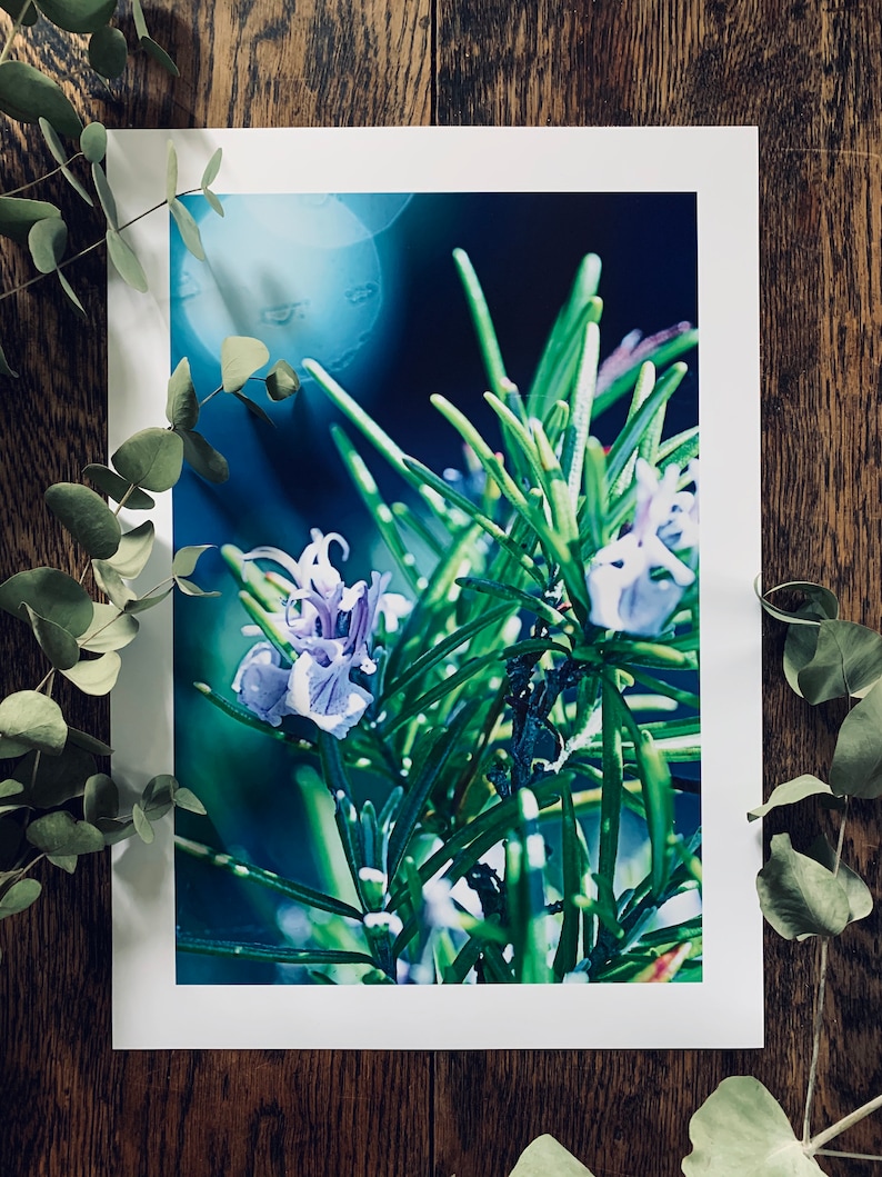 Rosemary In The Sun : A3 giclée art print, satin finish / botanical photography / grow your own / Mediterranean image 1