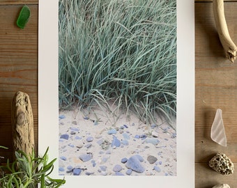 Sea Grasses : A4 giclée art print, matte finish / botanical photography