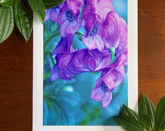 Wolfsbane : A3 giclée art print, satin finish / botanical photography