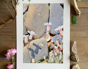 Sea Campion : A4 giclée art print, matte finish / botanical photography / boho / natural world / calm