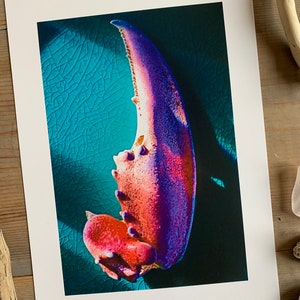 Exoskeleton : A4 giclée art print, matte finish / macro photography image 2