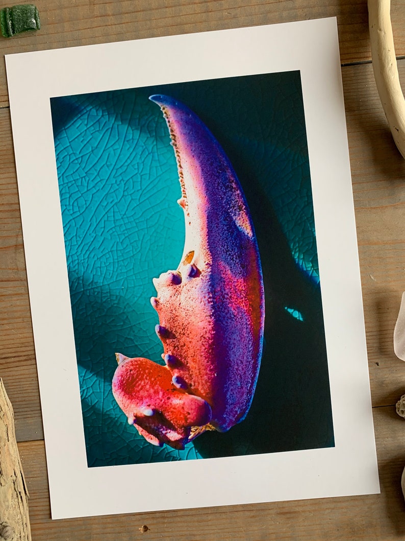 Exoskeleton : A4 giclée art print, matte finish / macro photography image 2