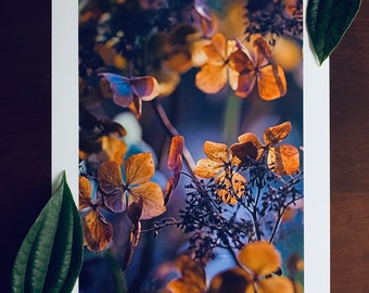 Lacecaps : A3 giclée art print / botanical photography / plant lovers / urban jungle / gardening boho