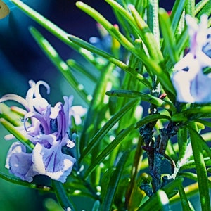 Rosemary In The Sun : A3 giclée art print, satin finish / botanical photography / grow your own / Mediterranean image 3