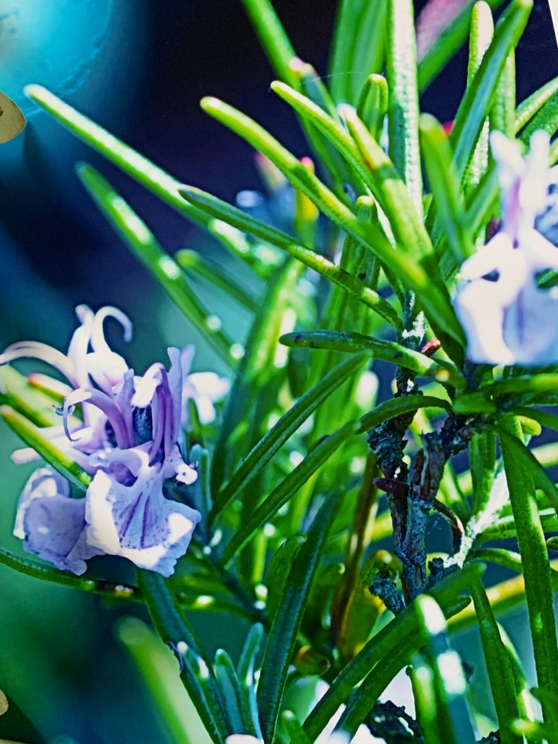 Rosemary In The Sun : A3 giclée art print, satin finish / botanical photography / grow your own / Mediterranean image 3