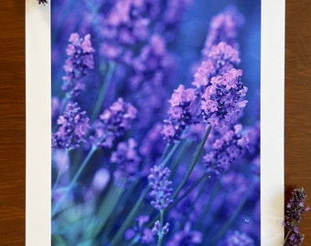 Lavender : A3 giclée art print, satin finish / macro photography / herbalism / medicinal plants