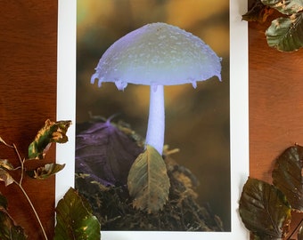 Canopy : A3 giclée art print, satin finish / botanical photography