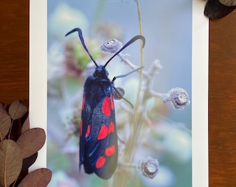 Six-spot Burnet Moth : A3 giclée art print, satin finish / wildlife photography, Dundrum, Northern Ireland