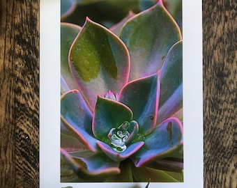 Echeveria : A4 photographique botanique giclée impression / succulents, jardin intérieur, jungle urbaine, amateurs de plantes