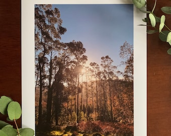 Tollymore Forest : A3 giclée art print, satin finish / landscape photography