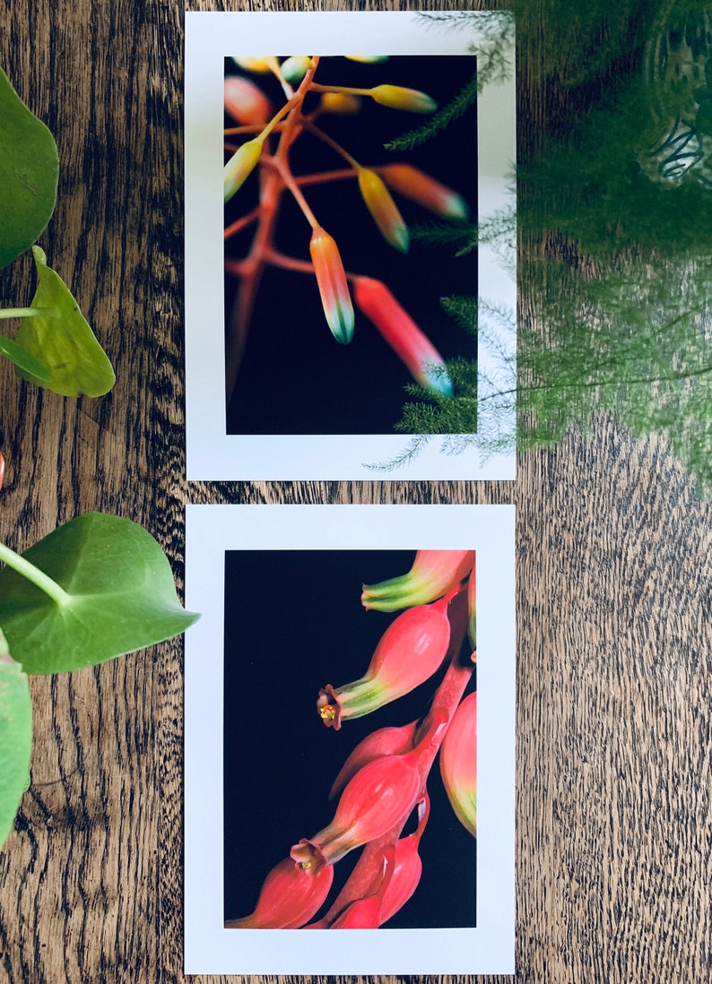 Succulent Blooms : pair of A5 giclée prints / botanical photography / urban jungle / indoor garden / lace aloe, gasteria pillansii image 1