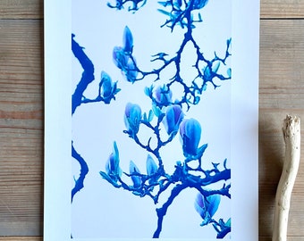 Magnolia Bloom : A4 giclée art print, matte finish / botanical photography