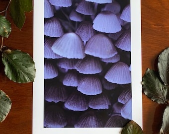 Mushroom Cluster : A3 giclée art print, satin finish / macro photography