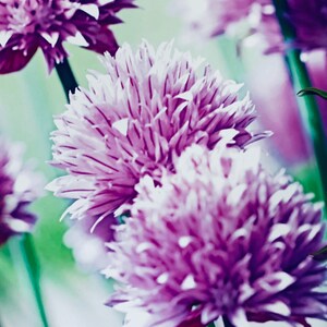 Chive Flowers : A3 giclée art print, satin finish / botanical photography / grow your own image 3