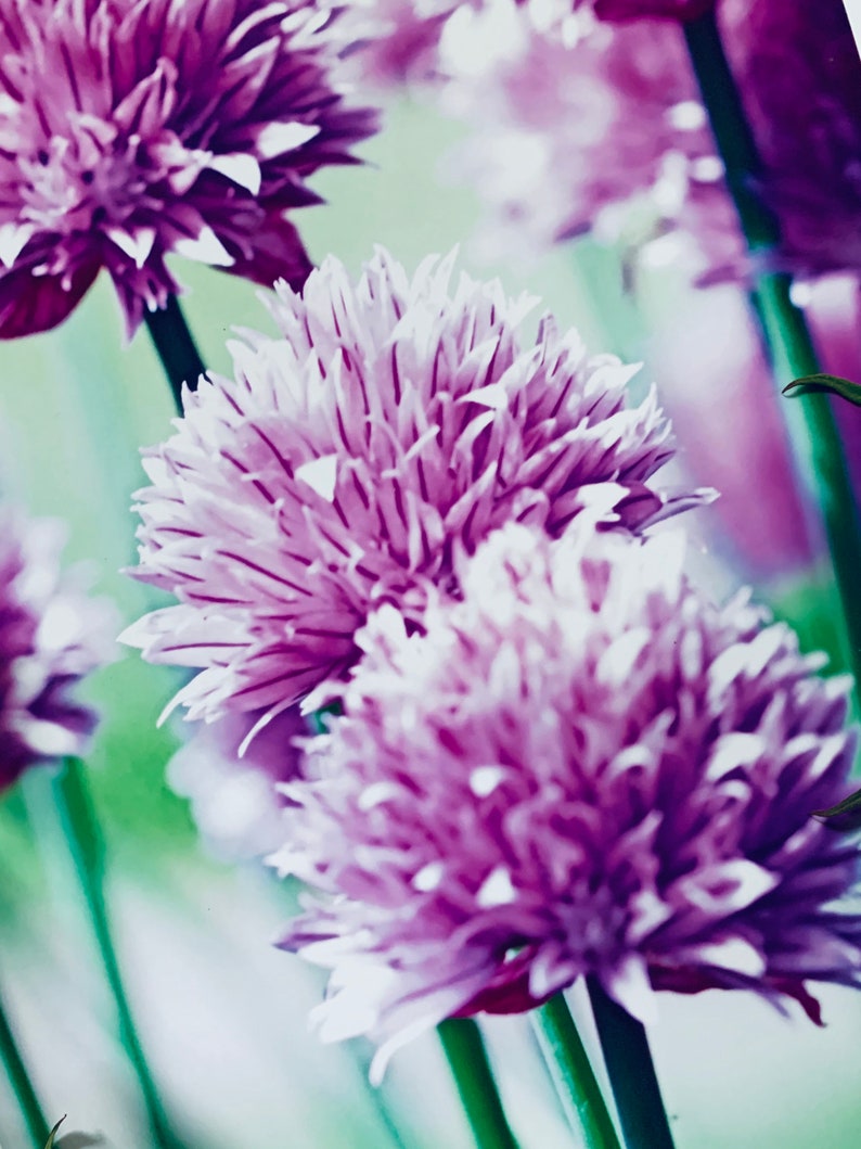 Chive Flowers : A3 giclée art print, satin finish / botanical photography / grow your own image 3