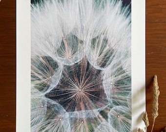 Wild Salsify Seed Head : Stampa artistica A4 giclée, finitura opaca / Dundrum, County Down, Irlanda del Nord / Artista irlandese