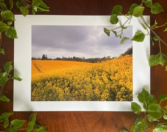 Golden : A3 giclée art print, satin finish / Northern Ireland / arable farmland