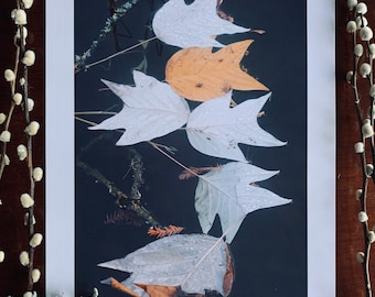 Liriodendron Leaves : A3 giclée art print, matte finish / botanical photography / urban jungle