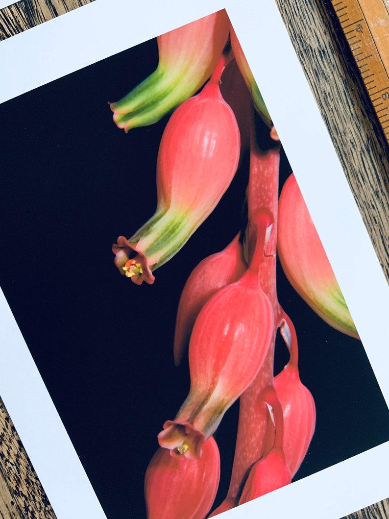 Succulent Blooms : pair of A5 giclée prints / botanical photography / urban jungle / indoor garden / lace aloe, gasteria pillansii image 4