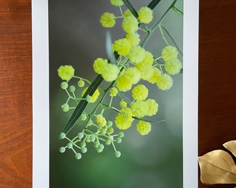 Golden Wattle : A3 giclée art print, satin finish / macro photography