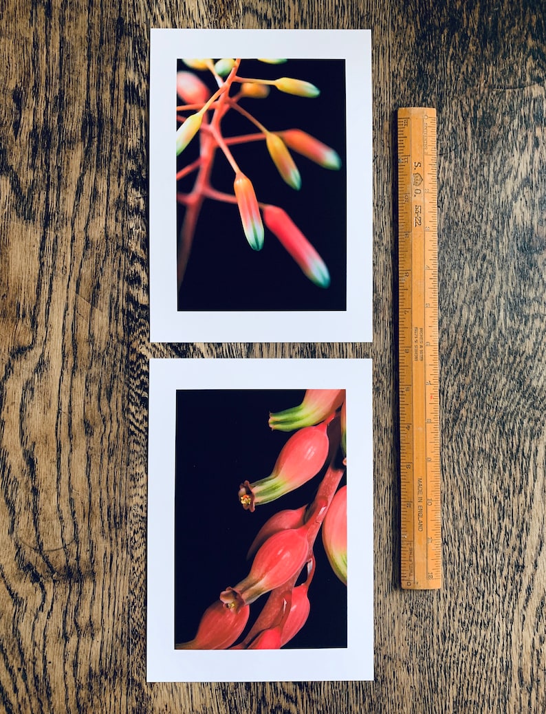 Succulent Blooms : pair of A5 giclée prints / botanical photography / urban jungle / indoor garden / lace aloe, gasteria pillansii image 2