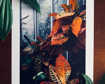 Plants and Panes : A3 giclée art print / botanical photography / urban jungle / indoor garden