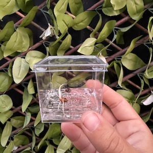 May include: A small, clear, square plastic container with a hinged lid. Inside the transparent box, a single sprouted seed with a pale, curved stem and visible white roots rests on a clear, ridged plastic base, showcasing the early growth stage.