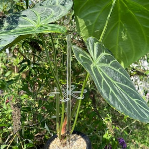 purple monstera Monstera Leaf
