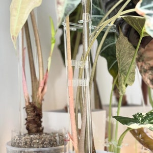Puede incluir: Primer plano de una planta de interior con múltiples tallos sostenidos por tubos de plástico transparente. La planta está en maceta en una maceta blanca con un indicador de nivel de agua de plástico transparente. La planta tiene hojas grandes y variegadas.