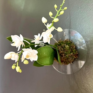May include: A white orchid plant with green leaves growing in a clear glass sphere with moss. The sphere is attached to a wall.