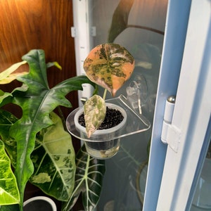 May include: A pink and green plant with a single leaf growing in a clear plastic pot. The pot is suspended from a clear plastic shelf attached to a white metal frame.