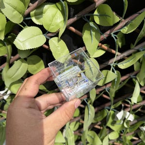 Fractured Holographic Alocasia Corm Condo Plant Propagation Cube