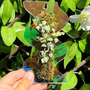 Könnte beinhalten: Ein durchsichtiger, regenbogenfarbener Wand-Pflanztopf aus Kunststoff mit wellenförmigem Design. Der Topf ist mit grünem Moos und einer kleinen Sukkulente bepflanzt.