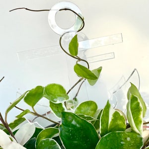 May include: A clear acrylic anchor plant stake with a vine growing through it. The anchor is placed in a pot of green and white variegated leaves.