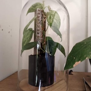 Op de afbeelding: Een plant in een pot met bonte bladeren wordt getoond in een glazen stolp met een houten voet. De plant groeit omhoog langs een met mos bedekte stok.