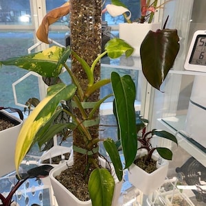 May include: An indoor display of potted plants, including a climbing plant supported by a moss pole. The plants display a variety of green, yellow, and burgundy foliage. The background shows a window.