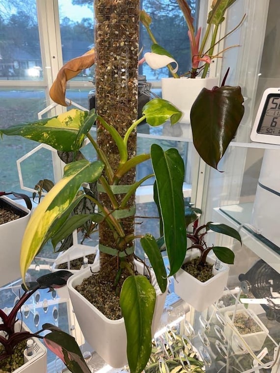 philodendron seramis Philodendron Serratum – Adplants
