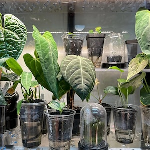 Op de afbeelding: Een close-up van een verzameling planten in doorzichtige plastic potten en containers. De planten hebben grote, groene bladeren en groeien in een vochtige omgeving.