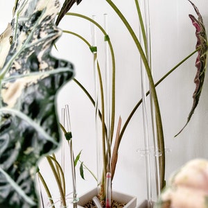 Puede incluir: Una planta de interior con hojas variegadas está sostenida por varillas de plástico transparente. La planta está en una maceta blanca con tierra marrón. La planta se está cultivando utilizando un sistema hidropónico.