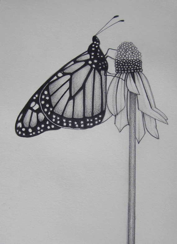 Featured image of post The Best 23 Mariposa Flor Dibujos A Lapiz