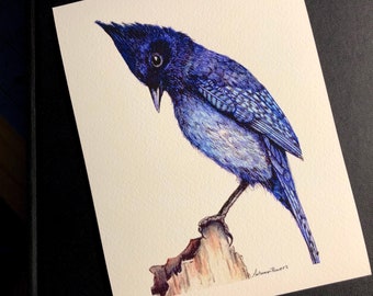 Print of Steller Jay