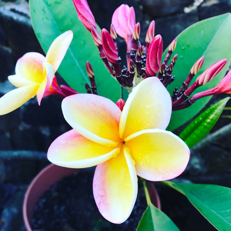 Plumeria Natural Perfume Oil Scented With Pure Essential Oils Etsy