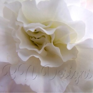 8x10 White Flower - Personal and Commercial Use - Digital Download