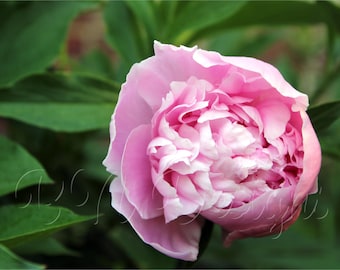 Light Pink Peony 1 - Personal and Commercial Use