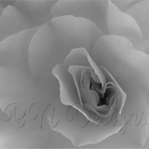 以下が含まれることがあります： モノクロの、花びらが重なった花のクローズアップ画像。花びらは柔らかく、質感が豊かで、奥行きを感じさせます。花の中心部はきつく巻かれており、全体的に繊細でエレガントな印象です。「VGA Designs」の文字が画像の下部にあります。