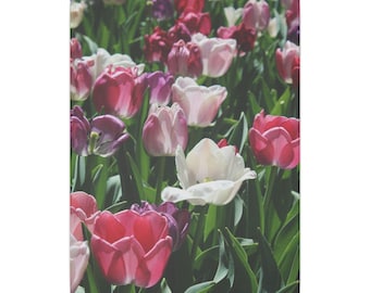 Várias cores de tulipas tela fosca, esticada, 0,75"