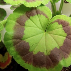 May include: A close-up of a green leaf with brown markings. The leaf is heart-shaped and has a textured surface.