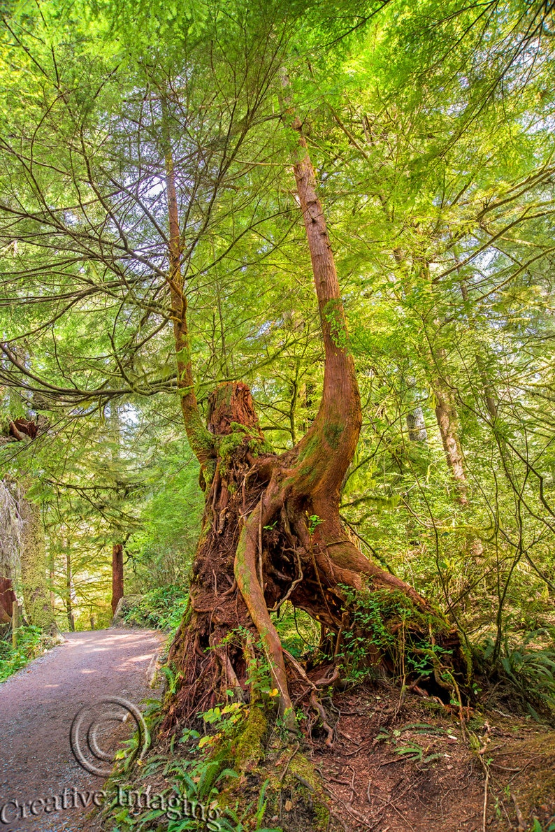 Wooden Suspension Bridge Oregon Arch Creek Oregon Coast Etsy